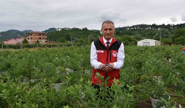 Ordu'da maviyemiş hasadı başladı