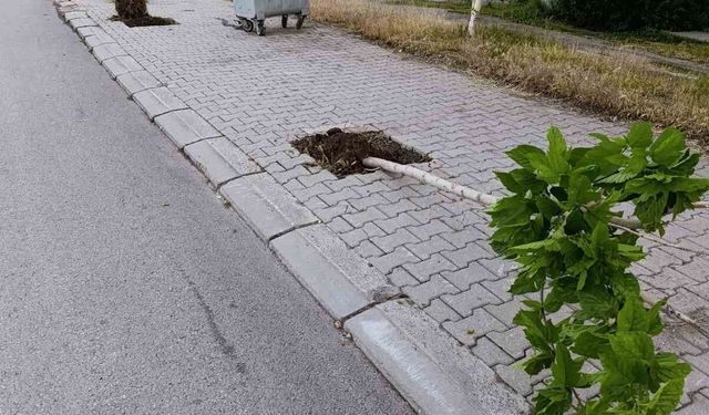 Patnos'ta yeni dikilen 15 ağaca zarar verildi