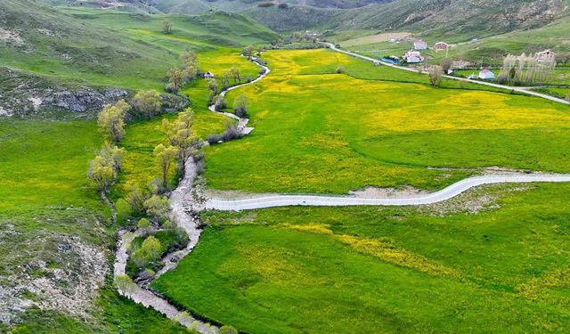 Sadece 20 gün sürüyor; Gümüşhane'deki o vadi sarıya boyandı