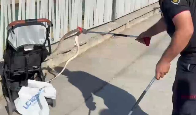 Şanlıurfa'da ağaçtan bebek arabasına yılan düştü