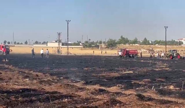 Şanlıurfa'da çıkan yangında 60 dönüm buğday ekili alan zarar gördü