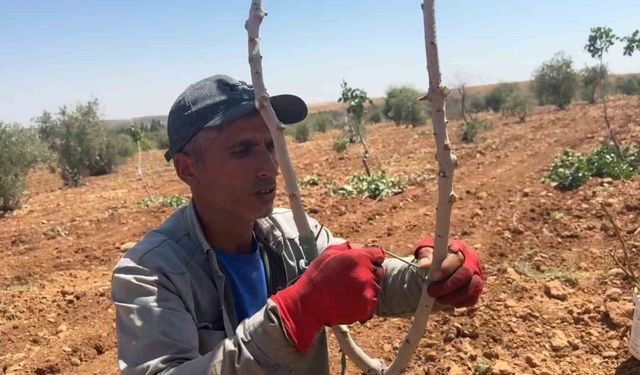 Şanlıurfa'da fıstık aşılama dönemi başladı