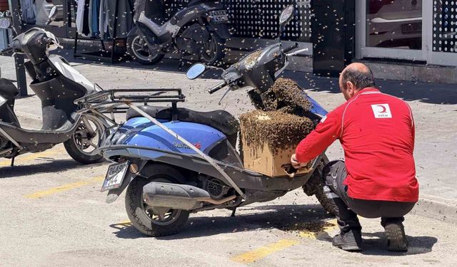Şehrin göbeğinde oğul veren arılar ilgi odağı oldu
