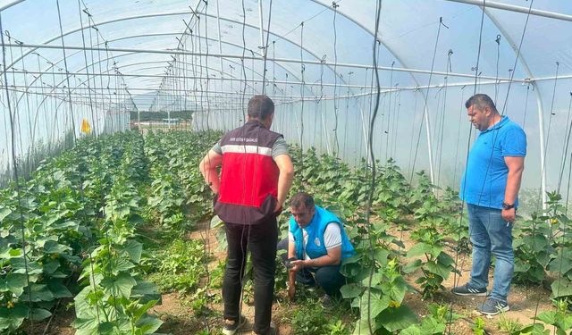 Tavşanlı cezaevi serasında üretim faaliyetleri incelendi