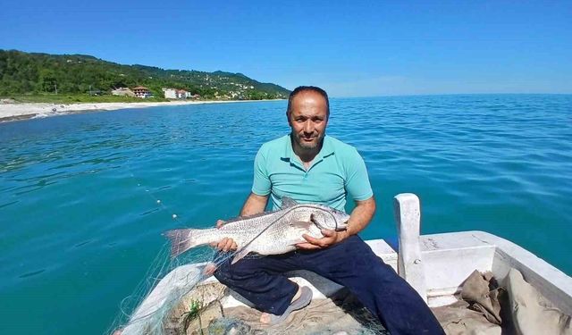Türkeli'de nadir görülen kötek balığı avlandı