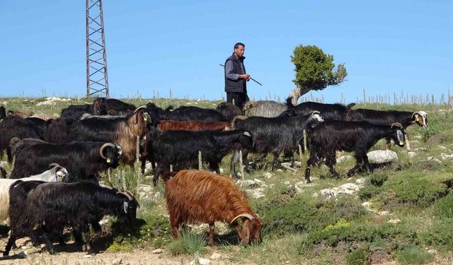 Türkiye'nin keçi yetiştirme merkezi Mersin: Toroslar yeşerdi, Yörüklerin zorlu mesaisi başladı