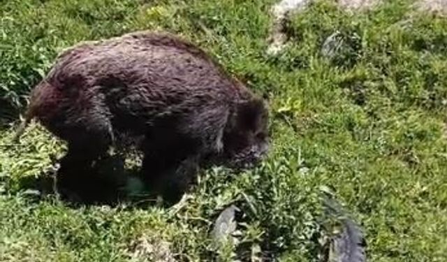 Yaralı domuz köy yakınlarında görüntülendi
