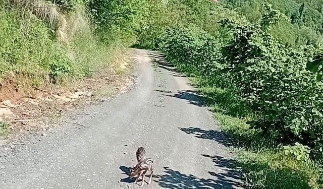 Yolda gördüğü karaca yavrularına Arçil ve Şota adını verdi