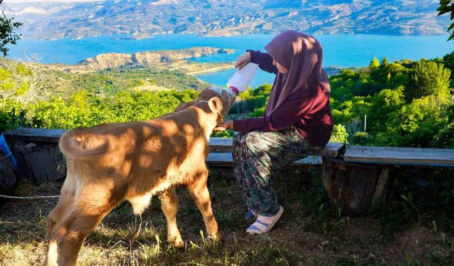 Zehra'nın hayvan sevgisi sosyal medyada ilgi odağı oldu