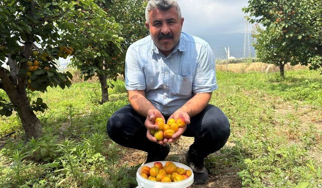 Ziraat mühendisinin tavsiyesiyle diktiği kayısıdan 6 yıldır ürün alıyor