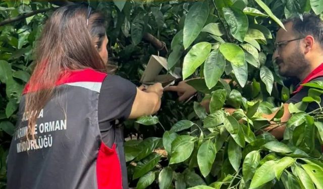 Adana'da Akdeniz meyve sineğiyle mücadele sürüyor