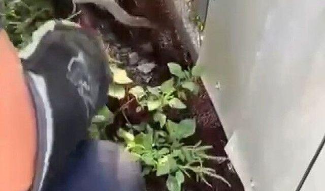 Ağa dolanarak mahsur kalan yılanı itfaiye kurtardı