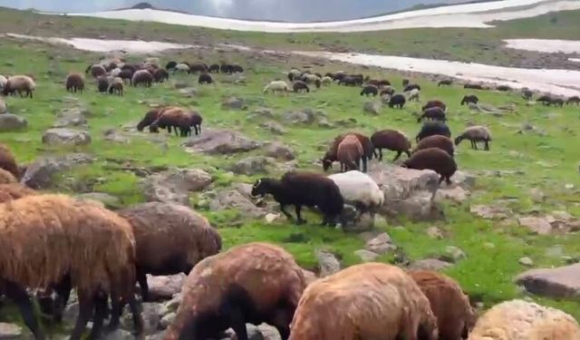 Ağrı'nın yaylalarında yaz ve kış bir arada