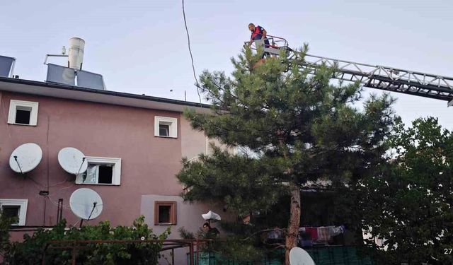 Apartman çatısında mahsur kalan kedi itfaiye ekiplerince kurtarıldı