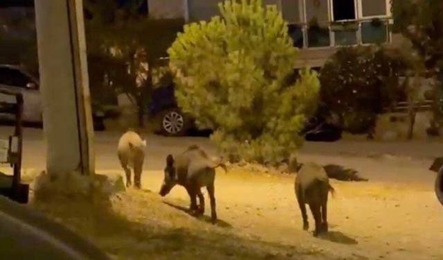 Ayvalık'ta yaban domuzları şehre iniyor