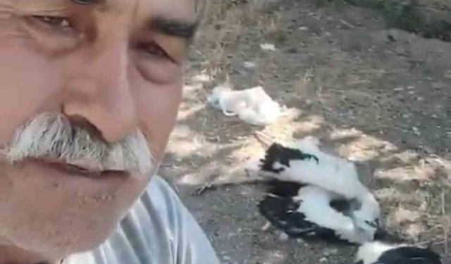 Bahçesindeki leyleklerin öldüğünü görünce gözyaşlarına boğuldu