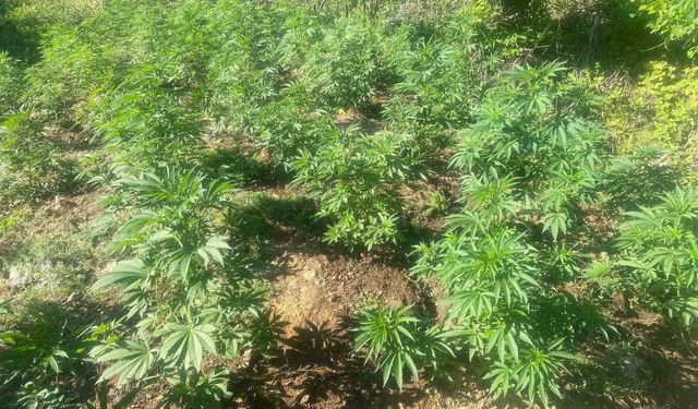 Bingöl'de 42 bin kök kenevir bitkisi ele geçirildi