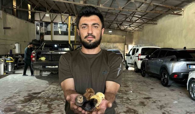 Bir belgesel izledi, hayatı değişti: Oto yıkama dükkanından tavukçuluk fabrikasına uzanan azim hikayesi