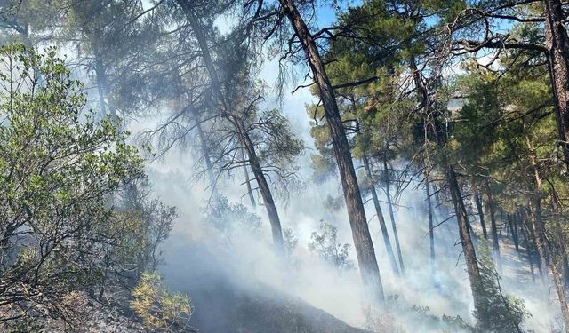 Bursa'daki orman yangını söndürüldü, soğutma çalışmaları sürüyor
