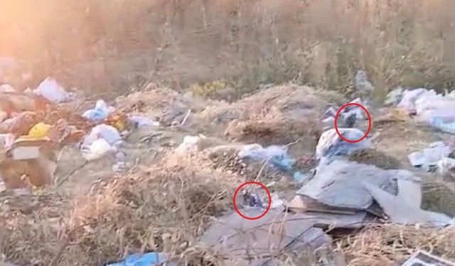 Diyarbakır'da boş arazideki çöpler fare yuvasına döndü