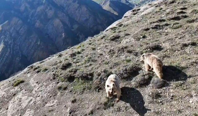 Erzincan'da ayı saldırısında yaralanan kişi ameliyata alındı