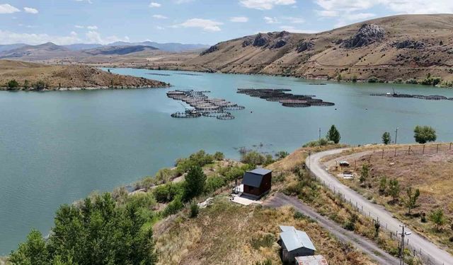 Erzincan'da yetişiyor, Trabzon ve Elazığ'da somona dönüşüyor
