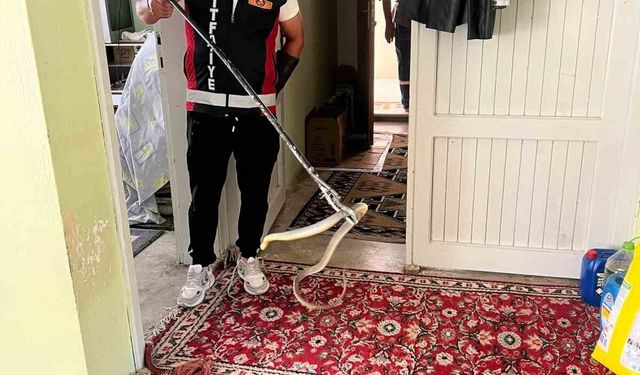 Evde yılan paniği