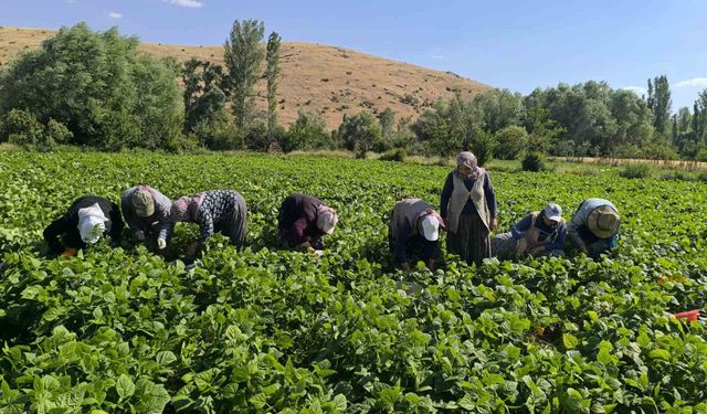 Fasulyede hasat maratonu başladı