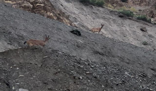 Hakkari'de dağ keçileri görüntülendi