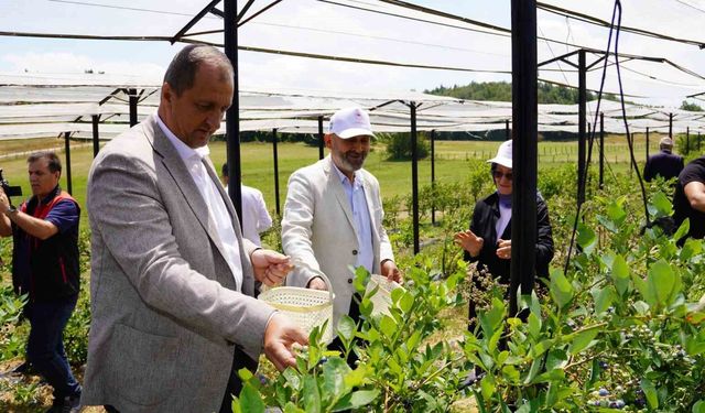 İznik'te Maviyemiş Hasadı Başladı
