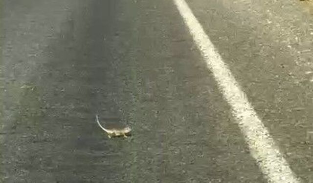 Kahramanmaraş'ta bukalemuna yol veren sürücü güldürdü