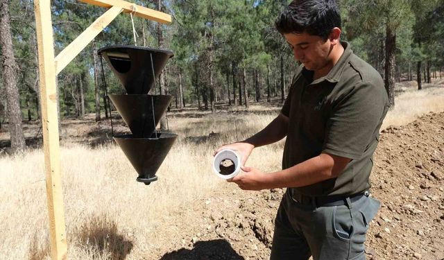 Kahramanmaraş'ta orman zararlılarına karşı feromon tuzaklı biyolojik mücadele