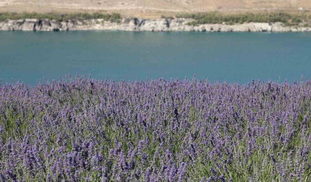 Karapınar'da Acıgöl ve lavanta bahçesi uğrak noktası oldu