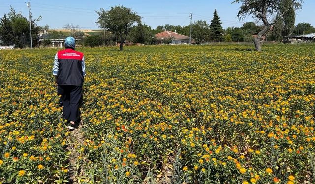 Kırklareli'nde aspir demonstrasyon alanlarında saha kontrolleri yapıldı