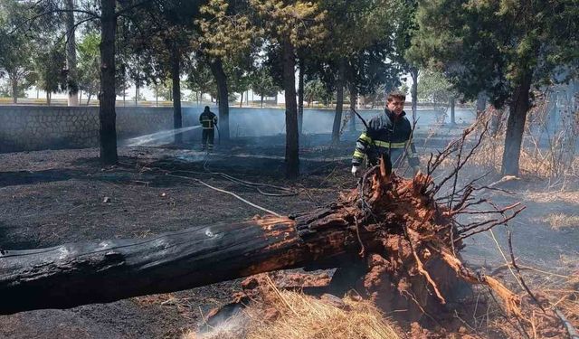 Mardin'de çıkan örtü yangını söndürüldü