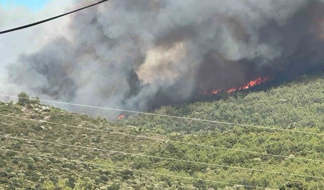 Milas'ta orman yangını