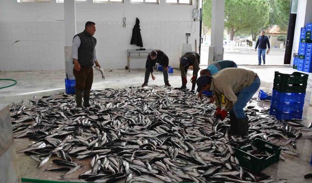Muğla Mayıs ayında 71 milyon 870 bin TL dış ticaret fazlası verdi