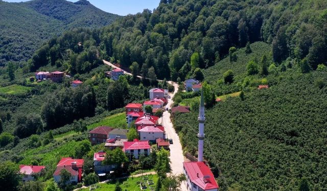 Ordu'nun kırsalında beton yol çalışmaları