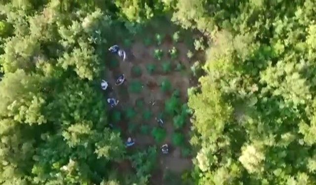Ormana kenevir bahçesi kuran zehir taciri yakayı ele verdi