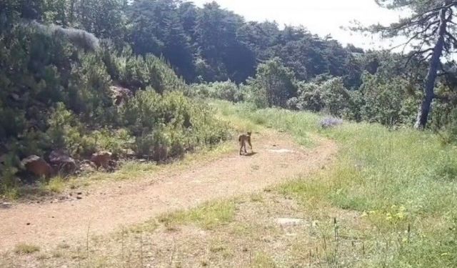 'Ormanın hayaleti' vaşak Çankırı'da görüntülendi