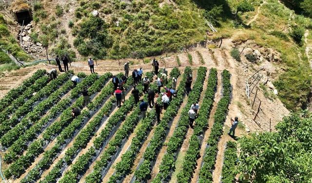 Siirt'te çilek hasadı