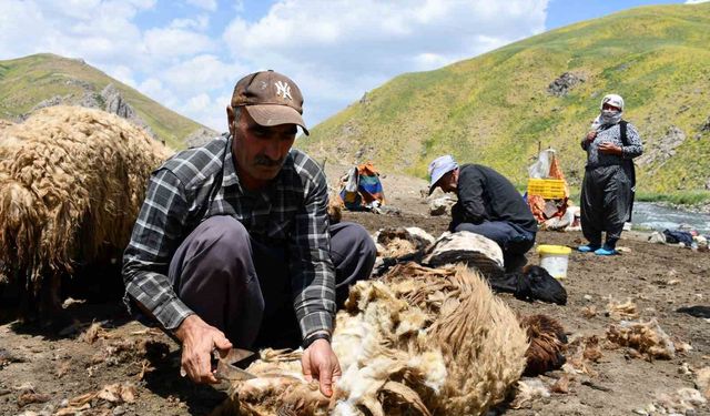 Şırnak'ta koyun kırkma mesaisi başladı