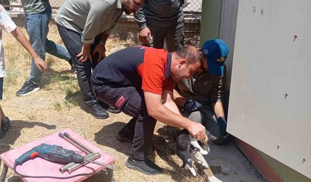 Trafo deliğine başı sıkışan kedi itfaiye ekiplerince kurtarıldı