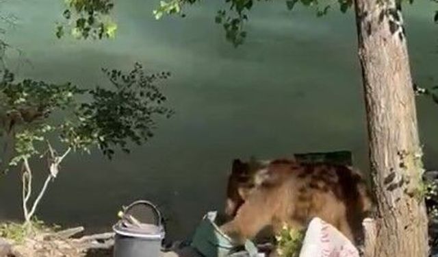 Tunceli'de bozayı piknikçilerin sofrasına misafir oldu