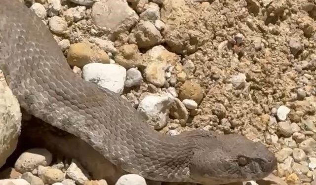 Tunceli'de koca engerek yılanı görüntülendi