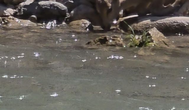 Tunceli'de koruma altındaki dağ keçileri görüntülendi