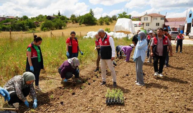 Üniversite serasında üretiliyor: Çiftçilerin geliri aromatik bitkilerle artacak