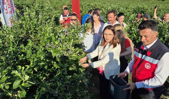 Yaban mersini meyvesinde yüksek rekolte
