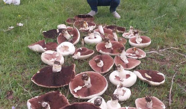 Yağmur sonrası meralar mantarla doldu