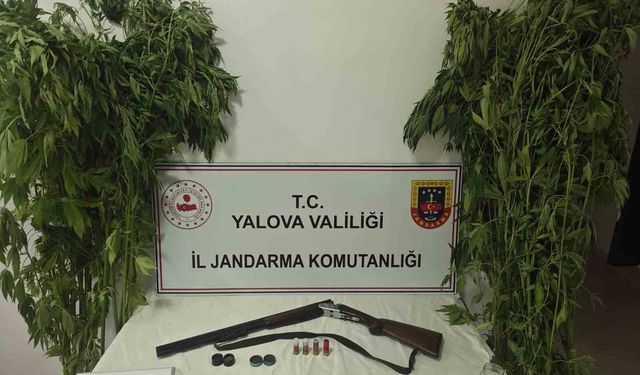 Yalova'da serada uyuşturucu operasyonu: 2 gözaltı